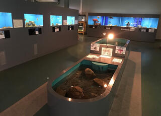福山大学 マリンバイオセンター 水族館のクチコミ写真1