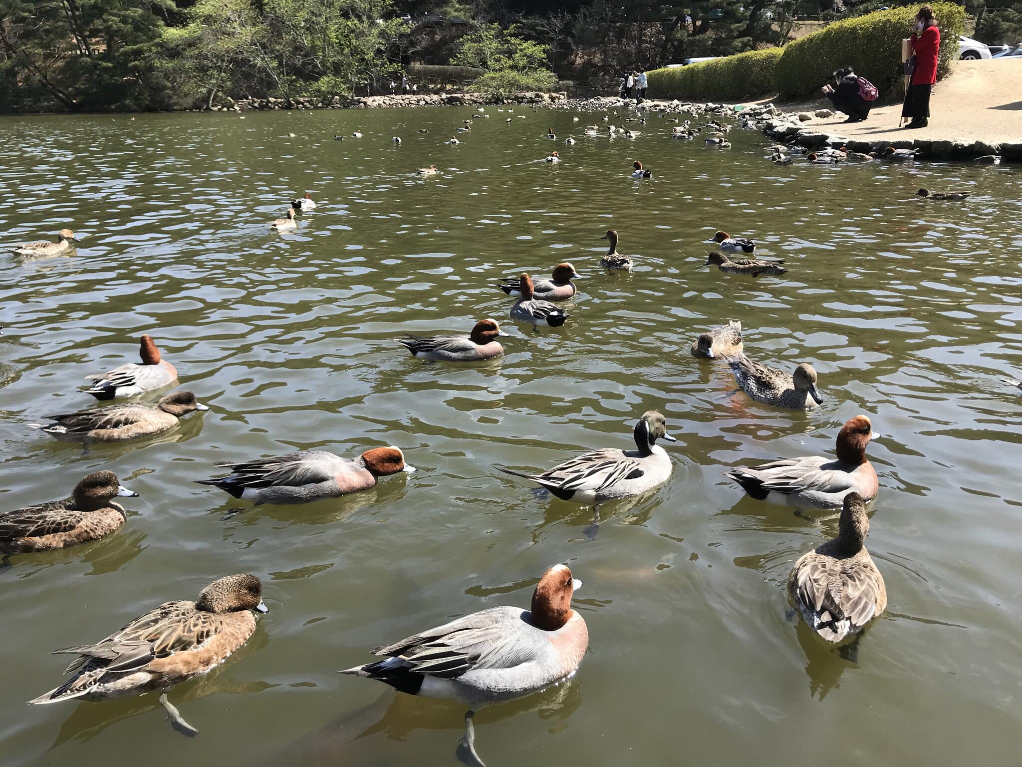 みやま公園の代表写真9