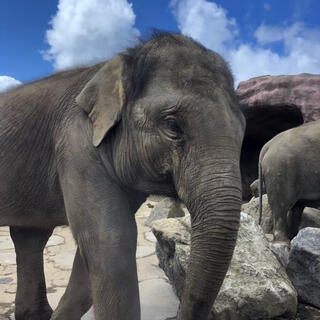 九州自然動物公園 アフリカンサファリの写真3