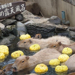 伊豆シャボテン動物公園の写真10