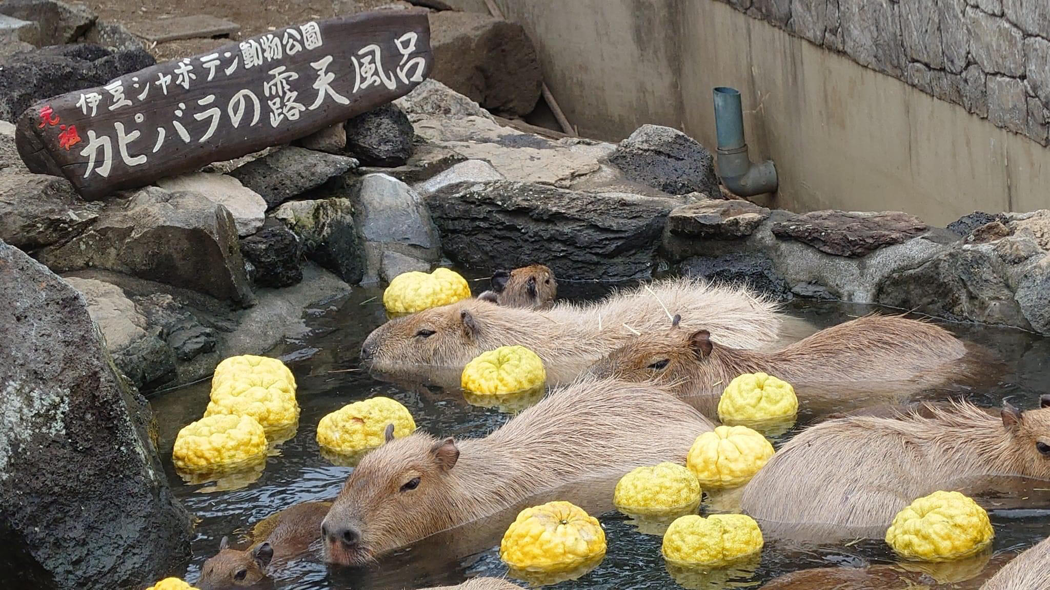 伊豆シャボテン動物公園の代表写真10