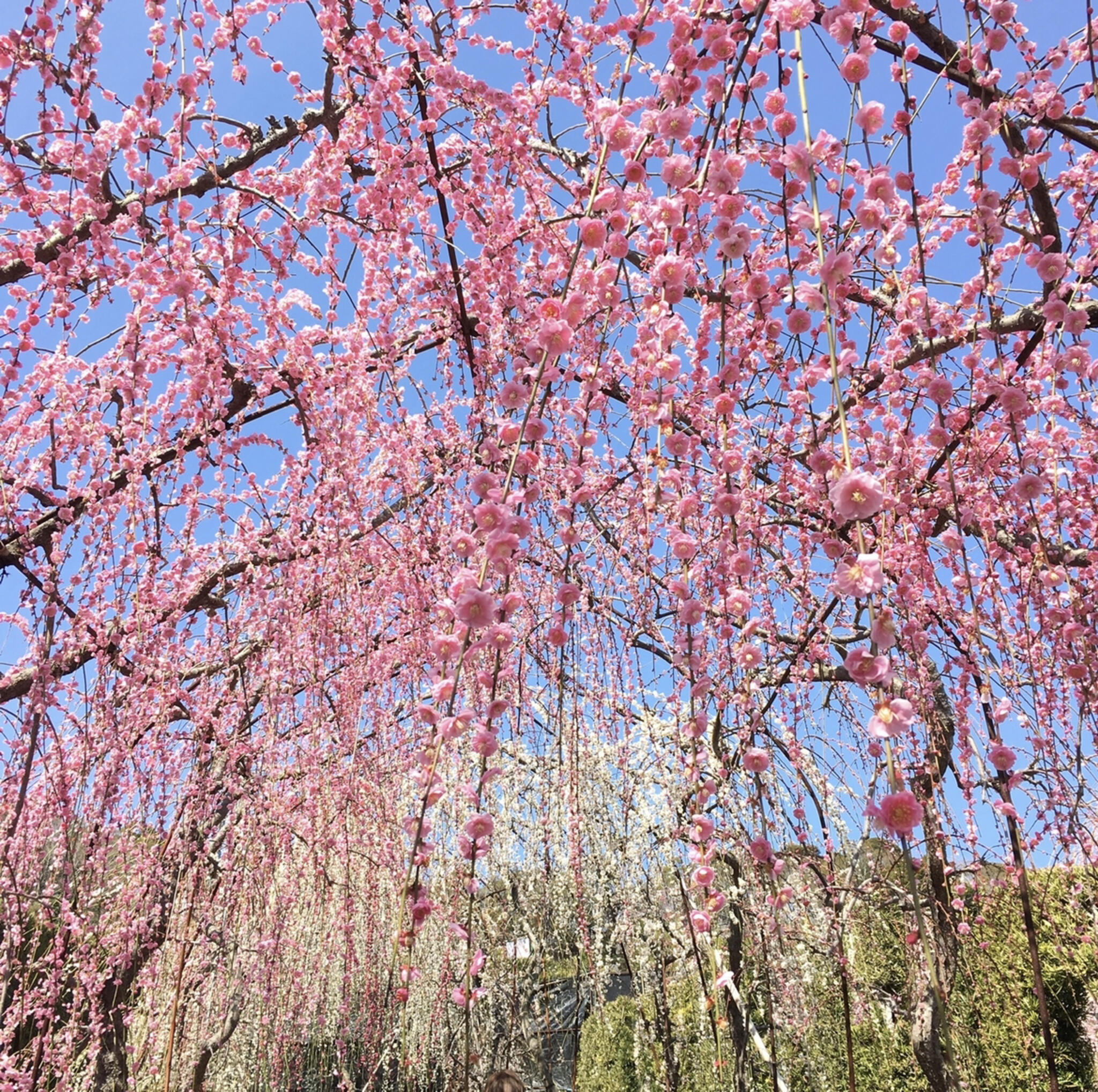 大草山 昇竜しだれ梅園 - 浜松市中央区呉松町植物園 | Yahoo!マップ