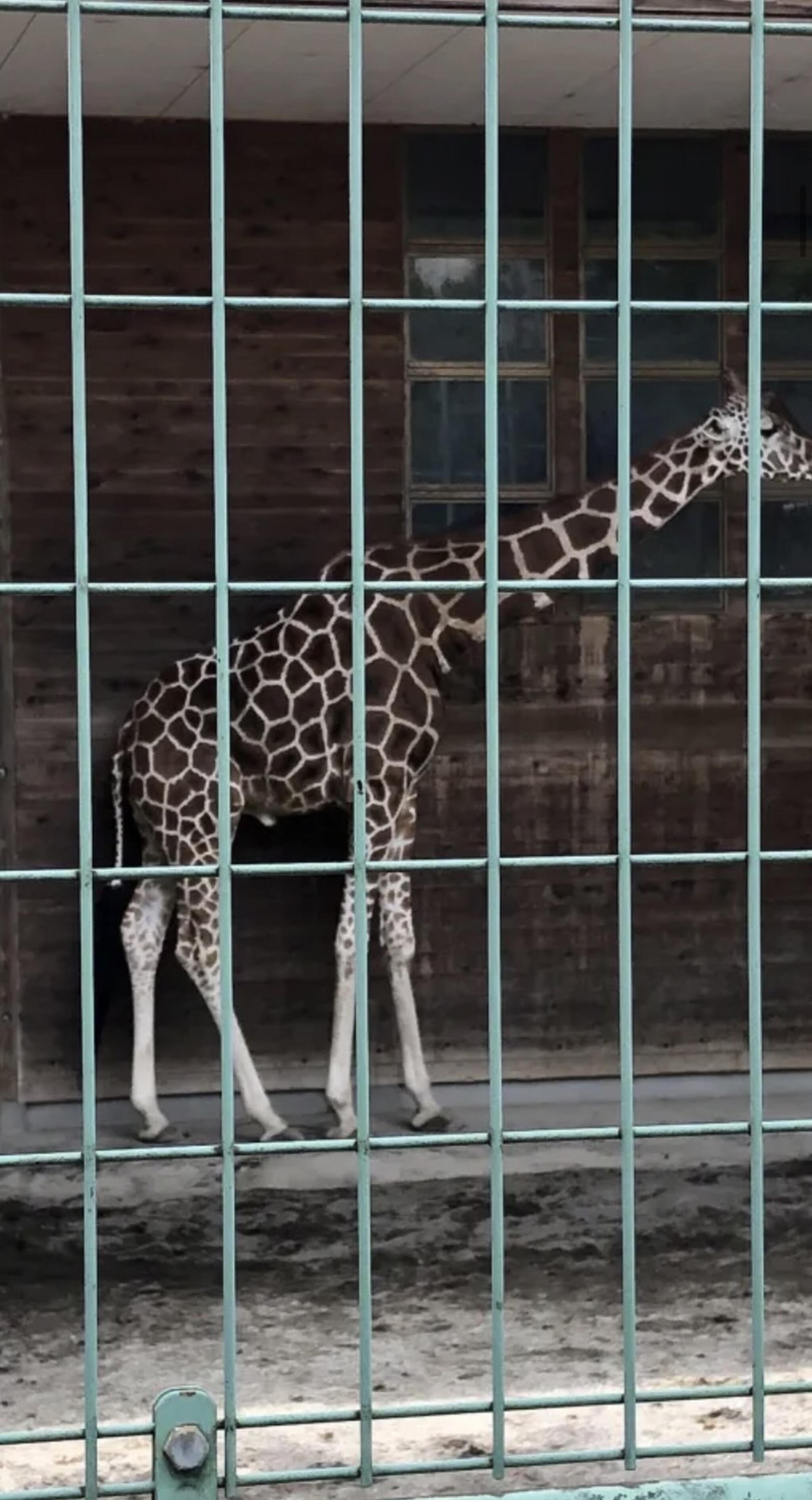 未来へはばたけ 山田製作所桐生が岡動物園の代表写真8