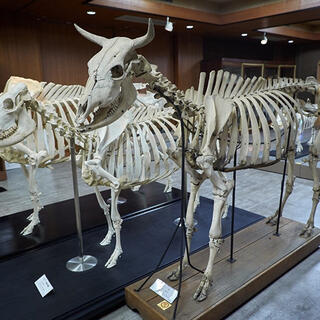日本大学生物資源科学部博物館の写真6