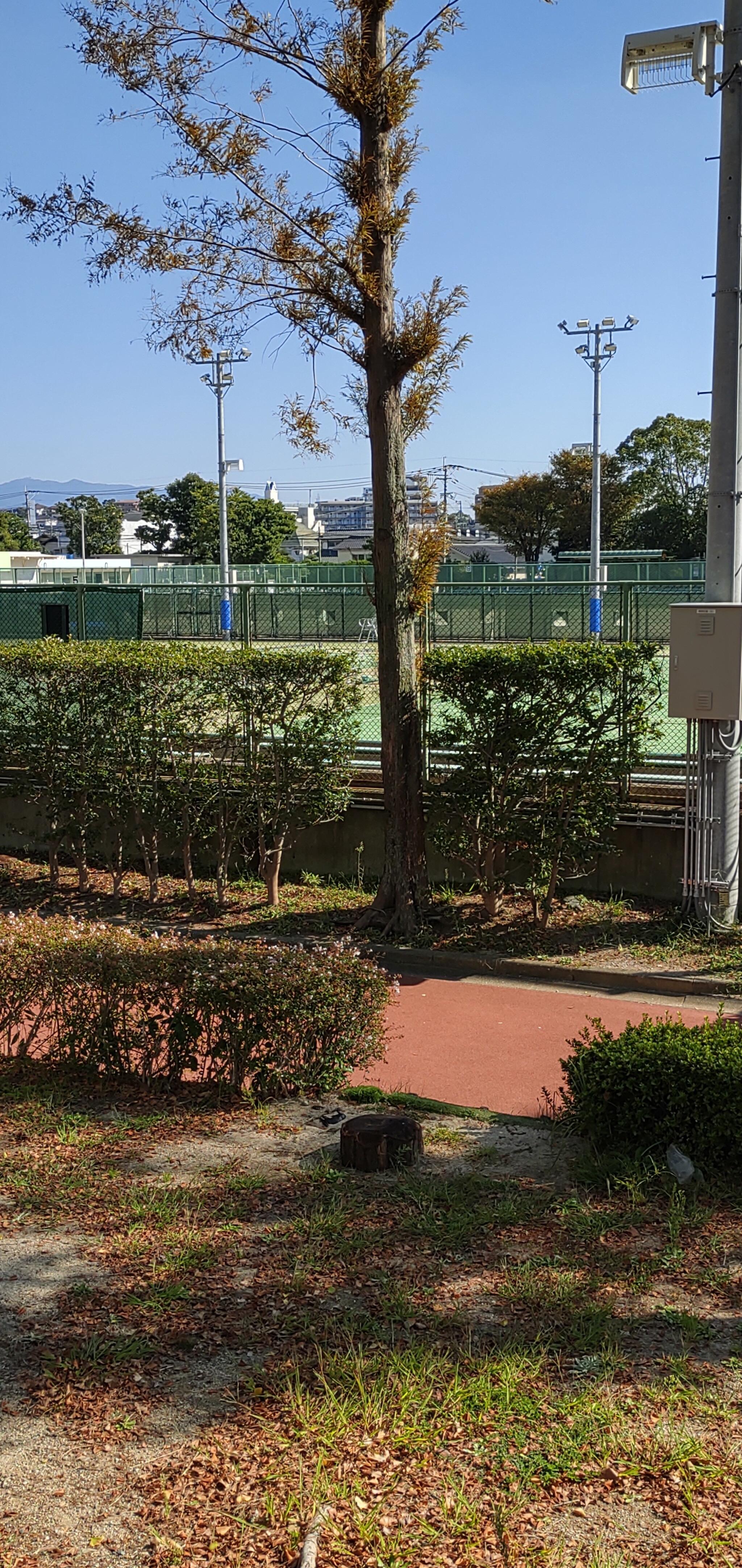 名島運動公園テニスコート 照明 セール