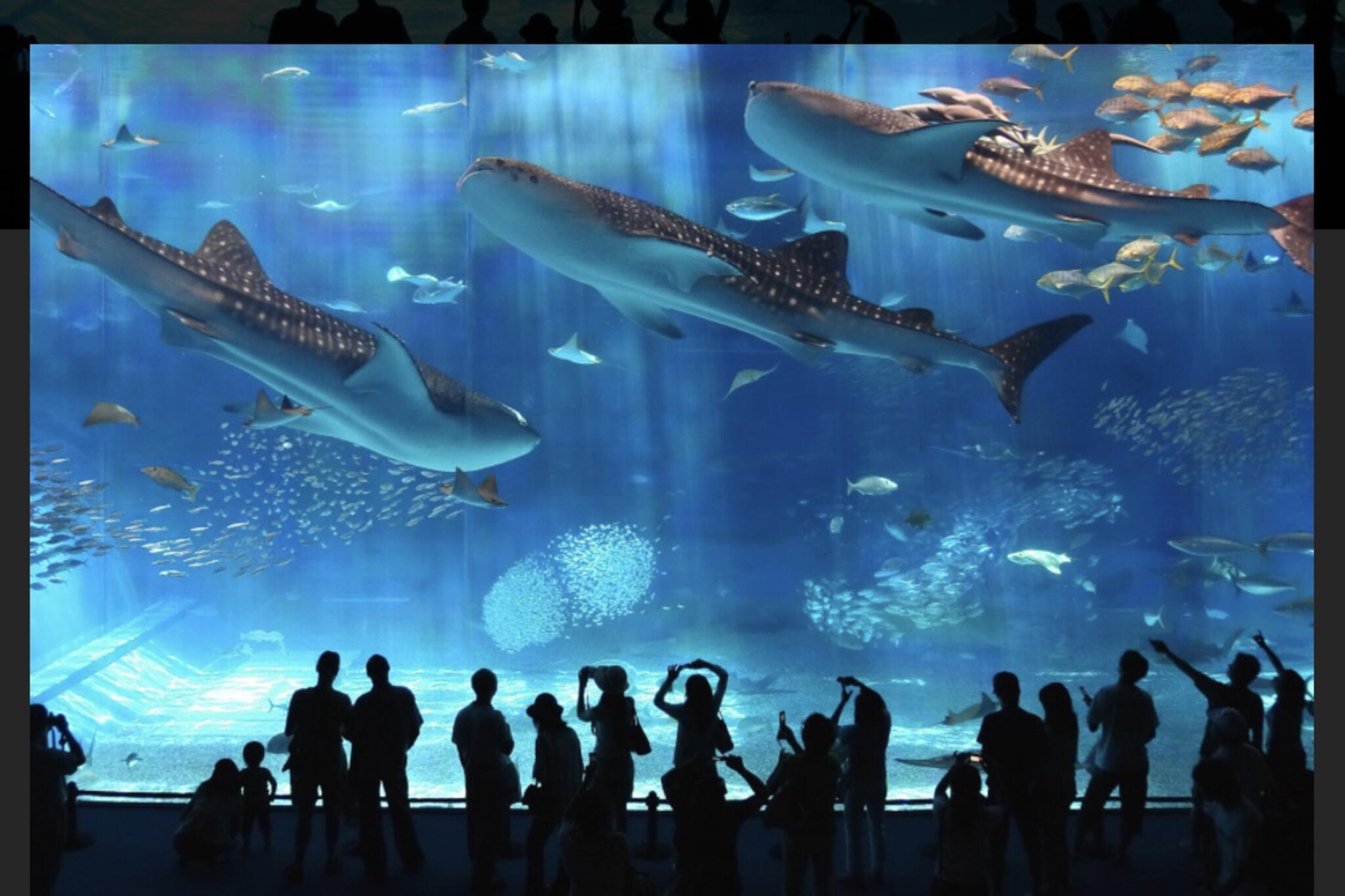 沖縄美ら海水族館の代表写真4