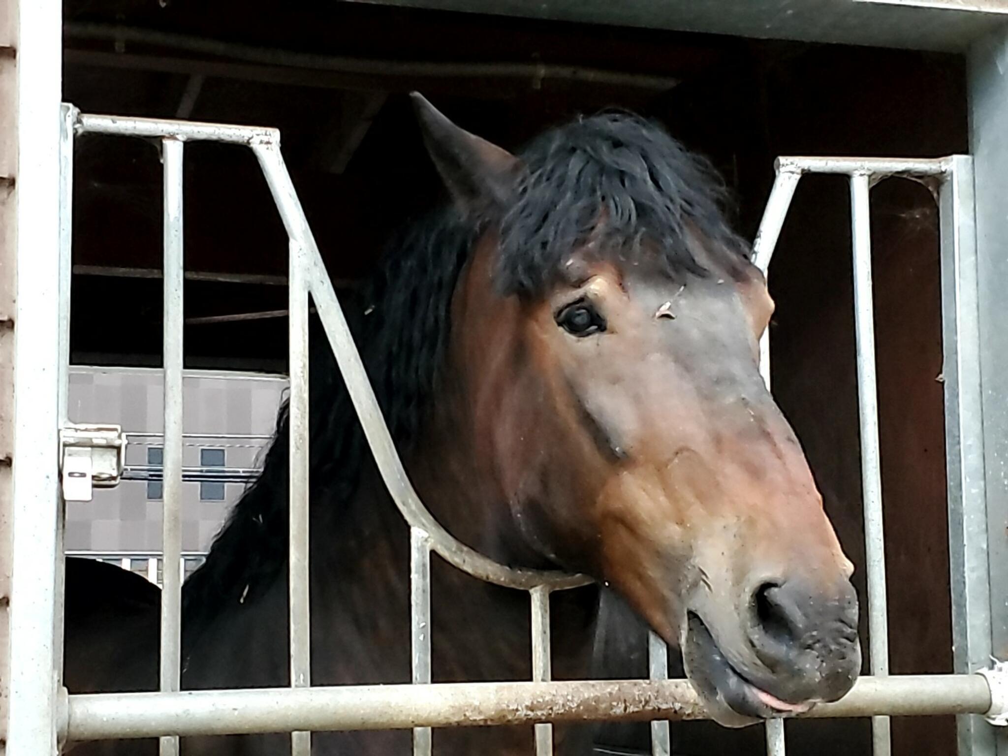 帯広競馬場の代表写真3