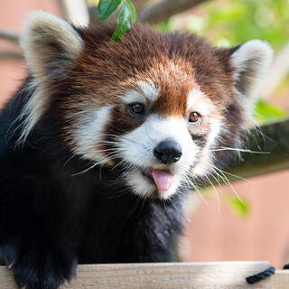 神戸市立王子動物園の写真9