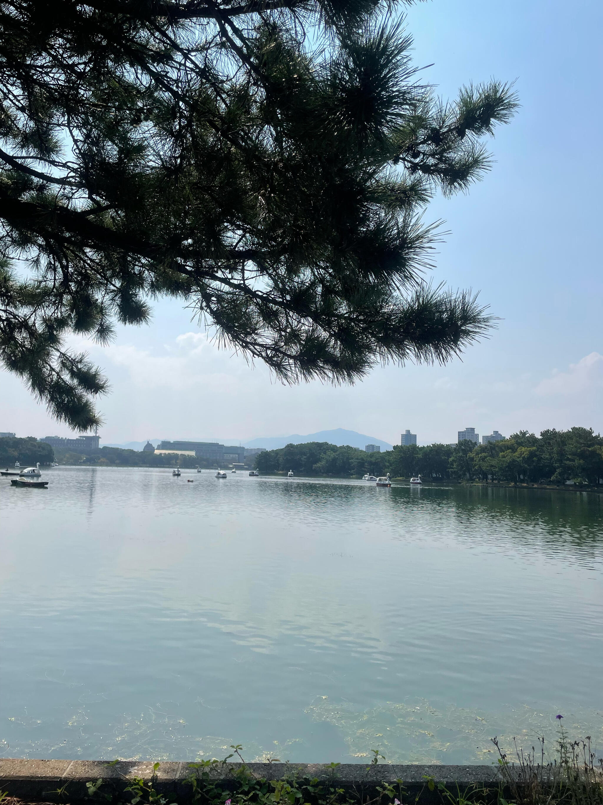 福岡県立大濠公園日本庭園の代表写真5