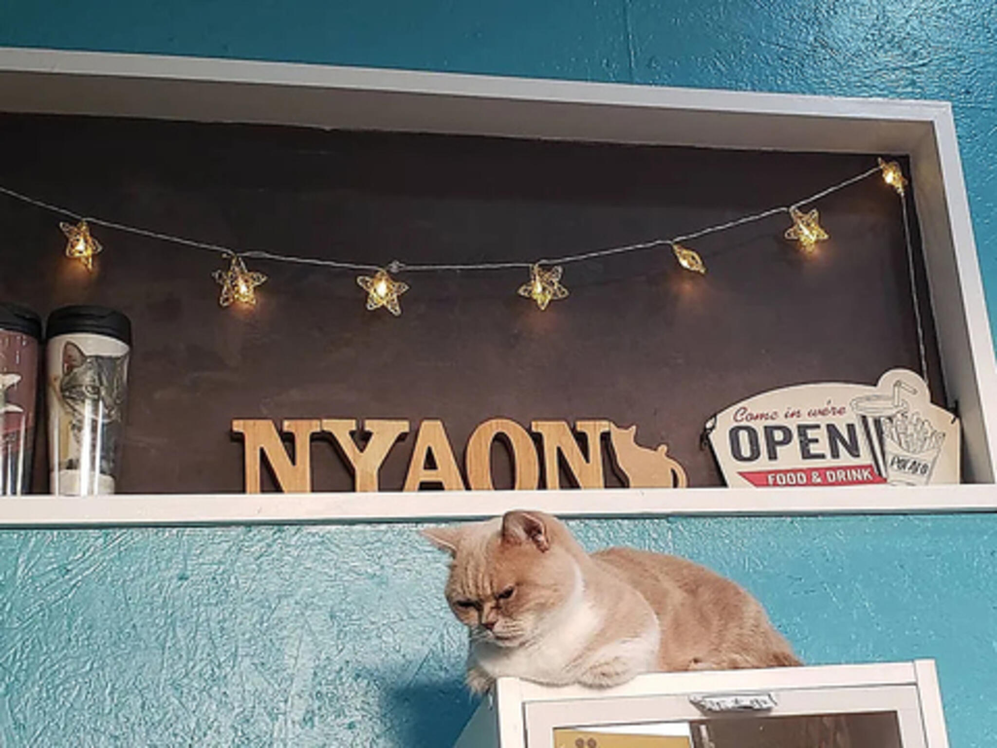 猫カフェ NYAONの代表写真2