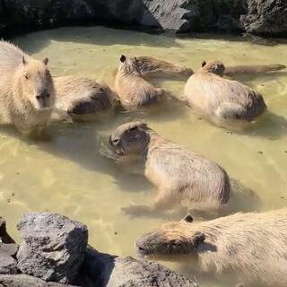 伊豆シャボテン動物公園の写真5