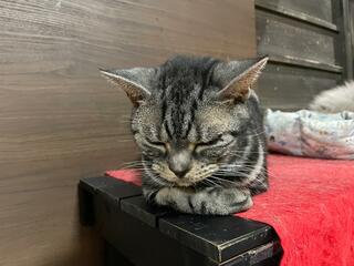 猫カフェ きゃりこ 武蔵野店のクチコミ写真3