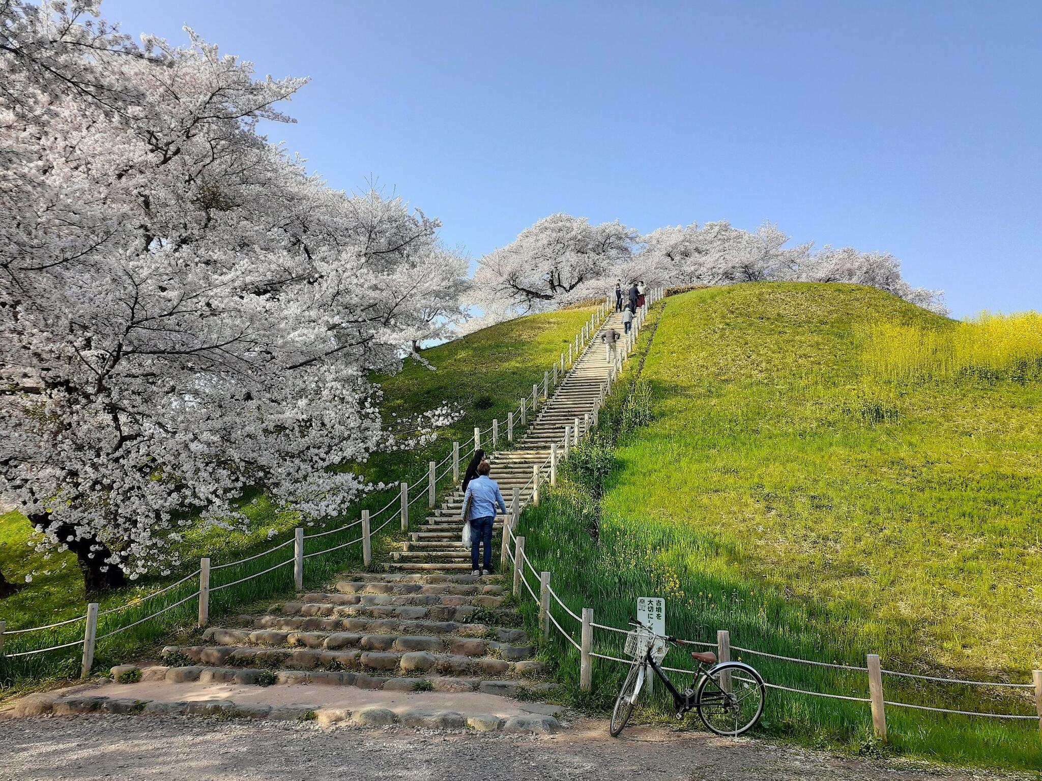 さきたま古墳公園 - 行田市大字埼玉/公園 | Yahoo!マップ