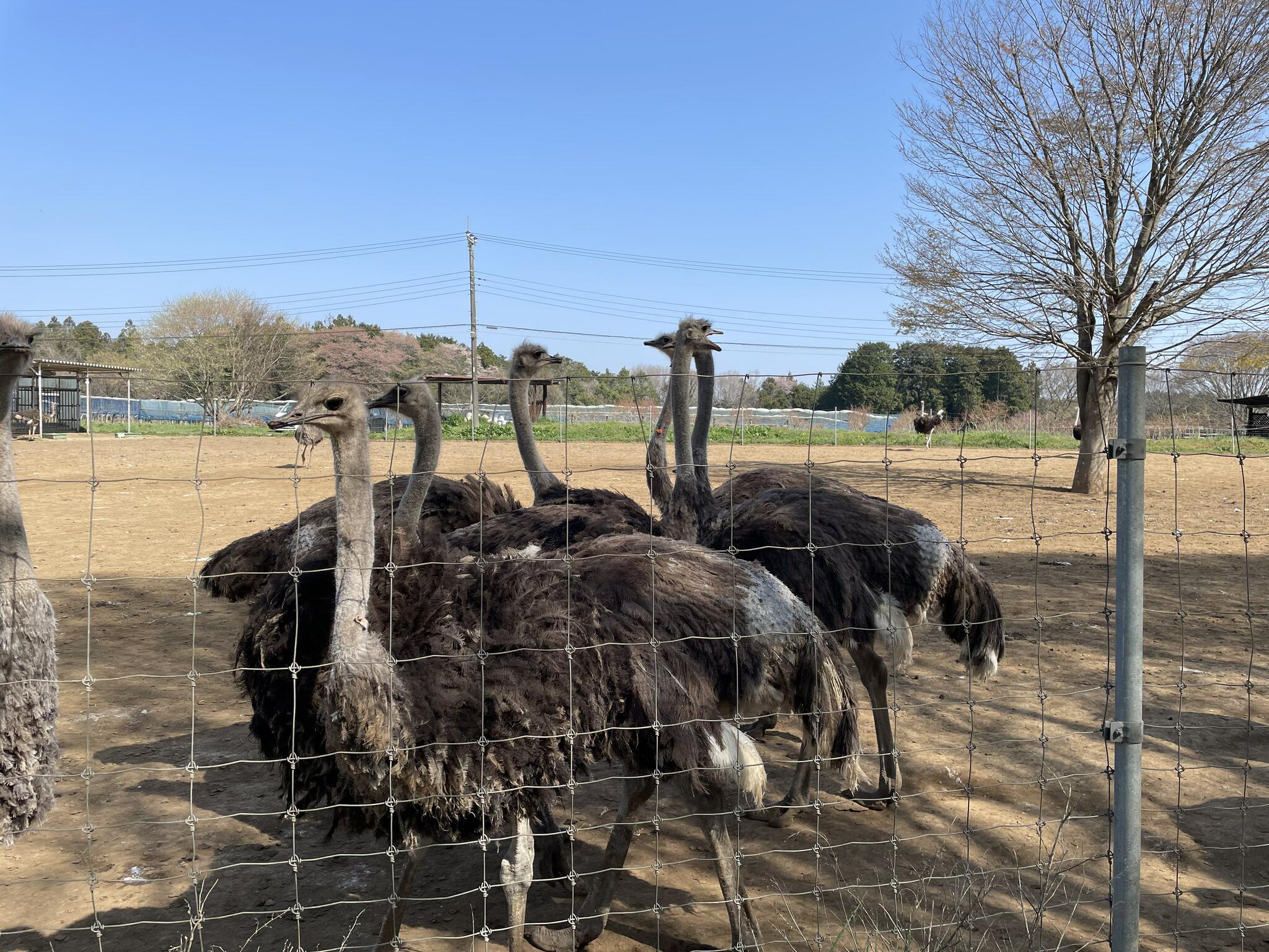 ダチョウ王国石岡ファームの代表写真9