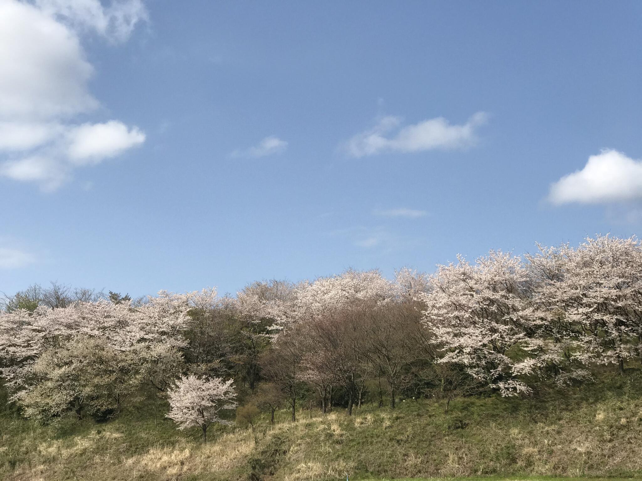 志乎・桜の里温泉古墳の湯の代表写真5