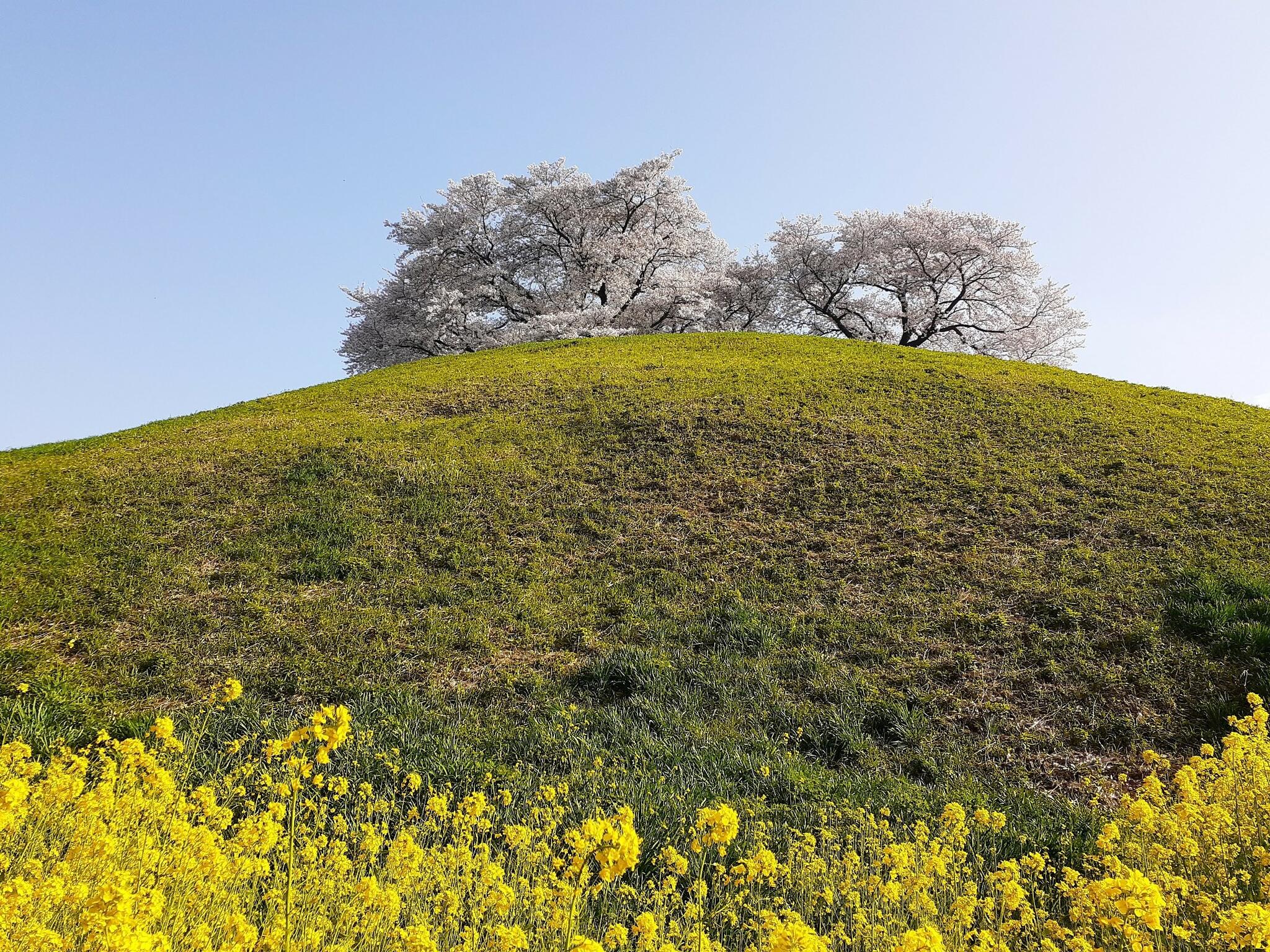 さきたま古墳公園 - 行田市大字埼玉/公園 | Yahoo!マップ