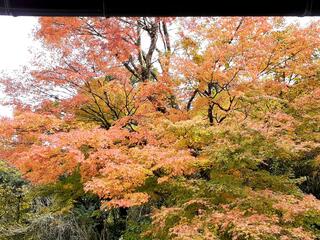 白鳥茶屋のクチコミ写真3