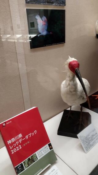 神奈川県立生命の星・地球博物館のクチコミ写真1