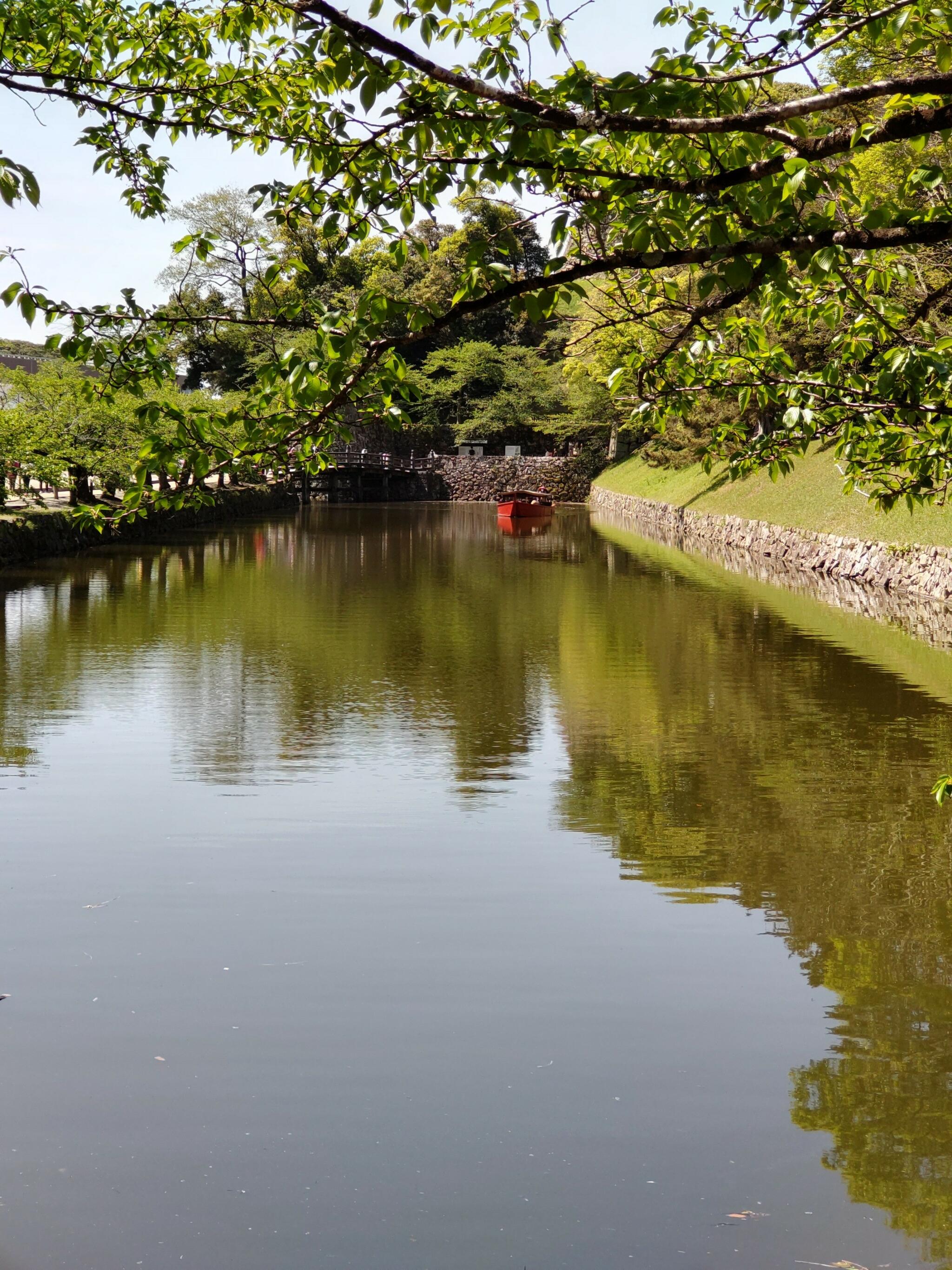 彦根城石垣の桜の代表写真1