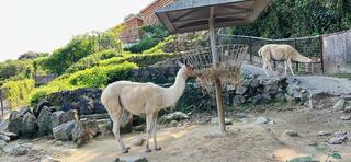 鹿児島市平川動物公園のクチコミ写真5