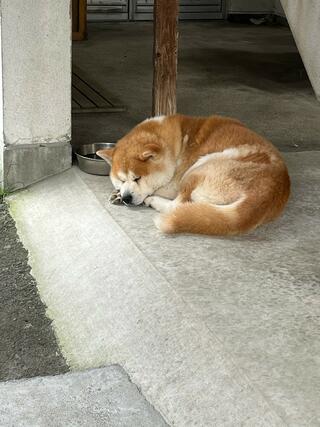 秋田犬会館のクチコミ写真2