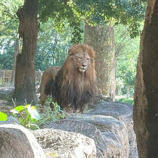 愛媛県立とべ動物園の写真29