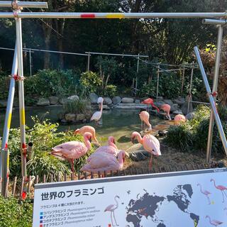 愛媛県立とべ動物園の写真24