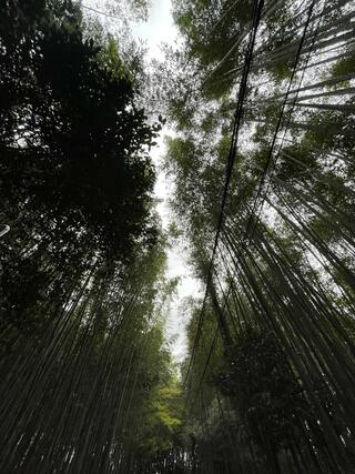 野宮神社のクチコミ写真1