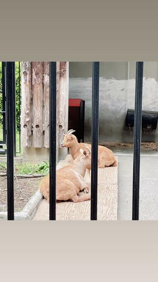 大宮公園小動物園のクチコミ写真2