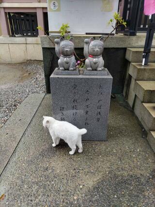 今戸神社のクチコミ写真1
