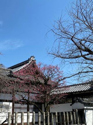 妙顕寺のクチコミ写真3