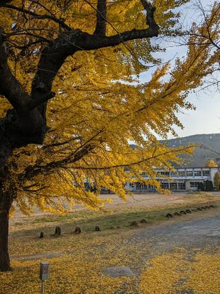 龍岡城五稜郭のクチコミ写真2