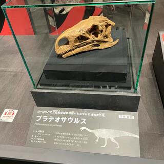 徳島県立博物館の写真25