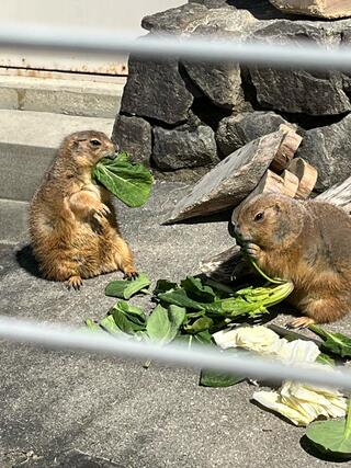 岡崎市東公園動物園のクチコミ写真1