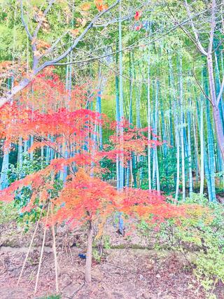 鷲峰山高台寺のクチコミ写真4