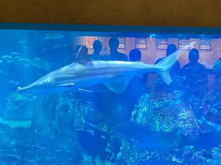 大分マリーンパレス水族館「うみたまご」のクチコミ写真2