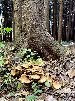 北海道立野幌森林公園自然ふれあい交流館のクチコミ写真8