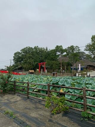 青井阿蘇神社のクチコミ写真2