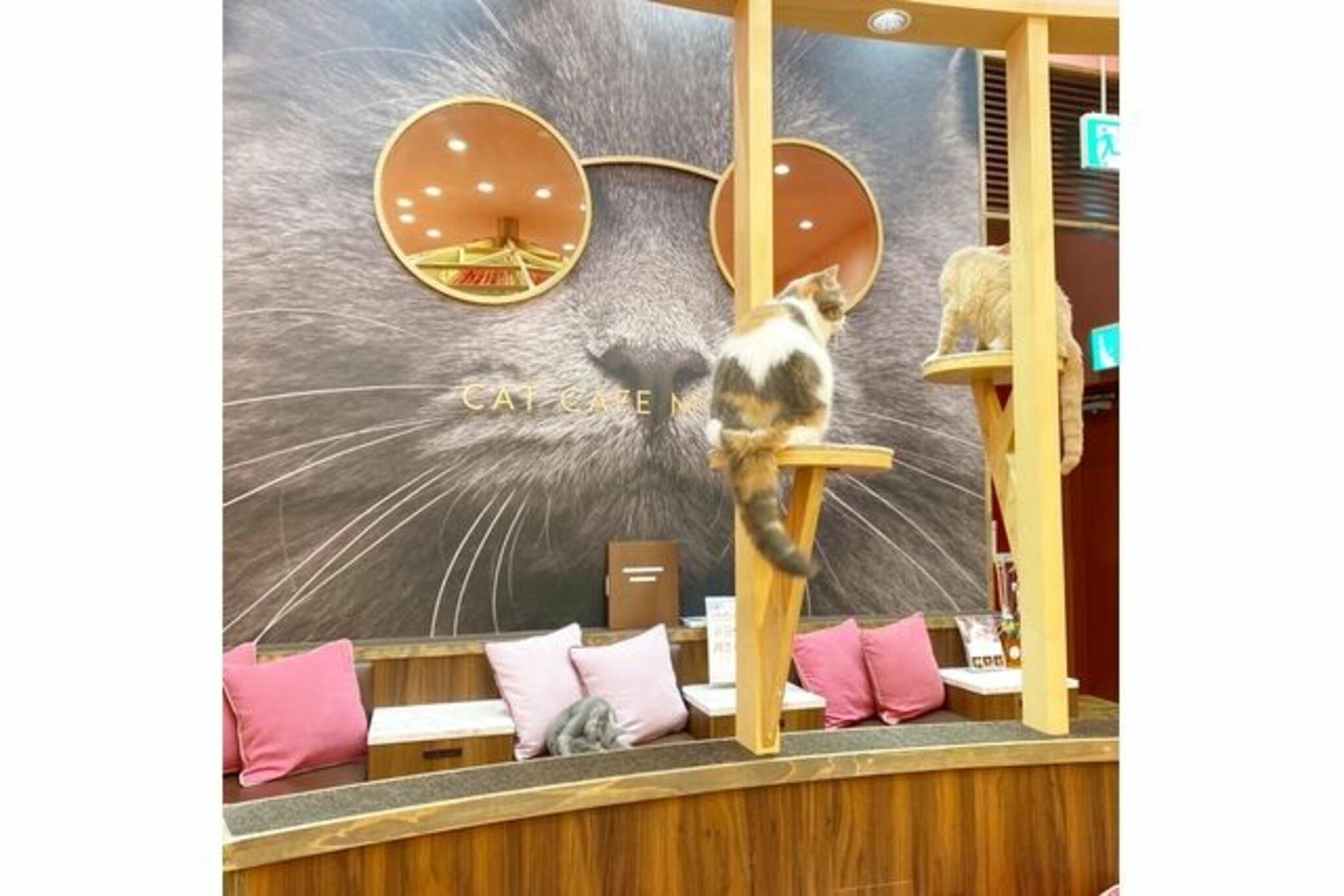 猫カフェ MOCHA イオンモール大日店の代表写真1