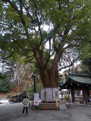 平塚八幡宮のクチコミ写真3