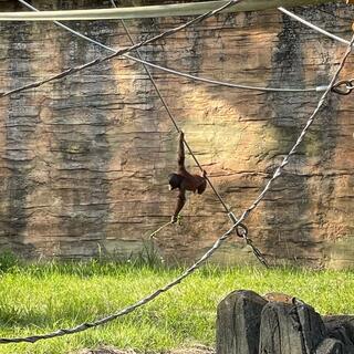 多摩動物公園の写真4