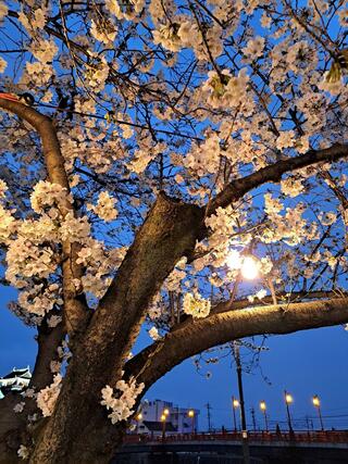 清洲公園のクチコミ写真2