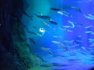 新潟市水族館 マリンピア日本海のクチコミ写真5