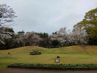 赤塚公園のクチコミ写真4