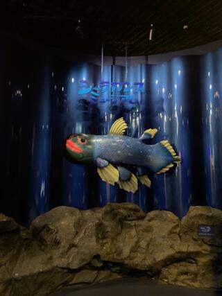 沼津港深海水族館シーラカンス・ミュージアムのクチコミ写真3
