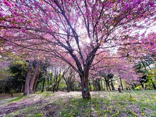 高崎自然の森のクチコミ写真1