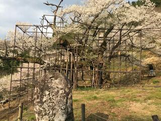 樽見の大桜のクチコミ写真1