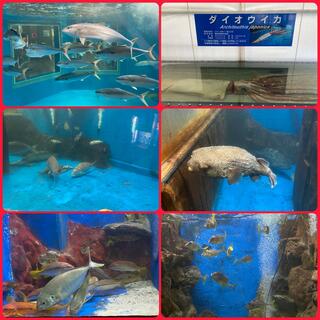 越前松島水族館のクチコミ写真10