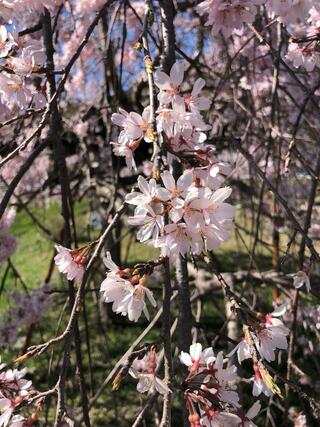 向原農村交流館やすらぎのクチコミ写真5