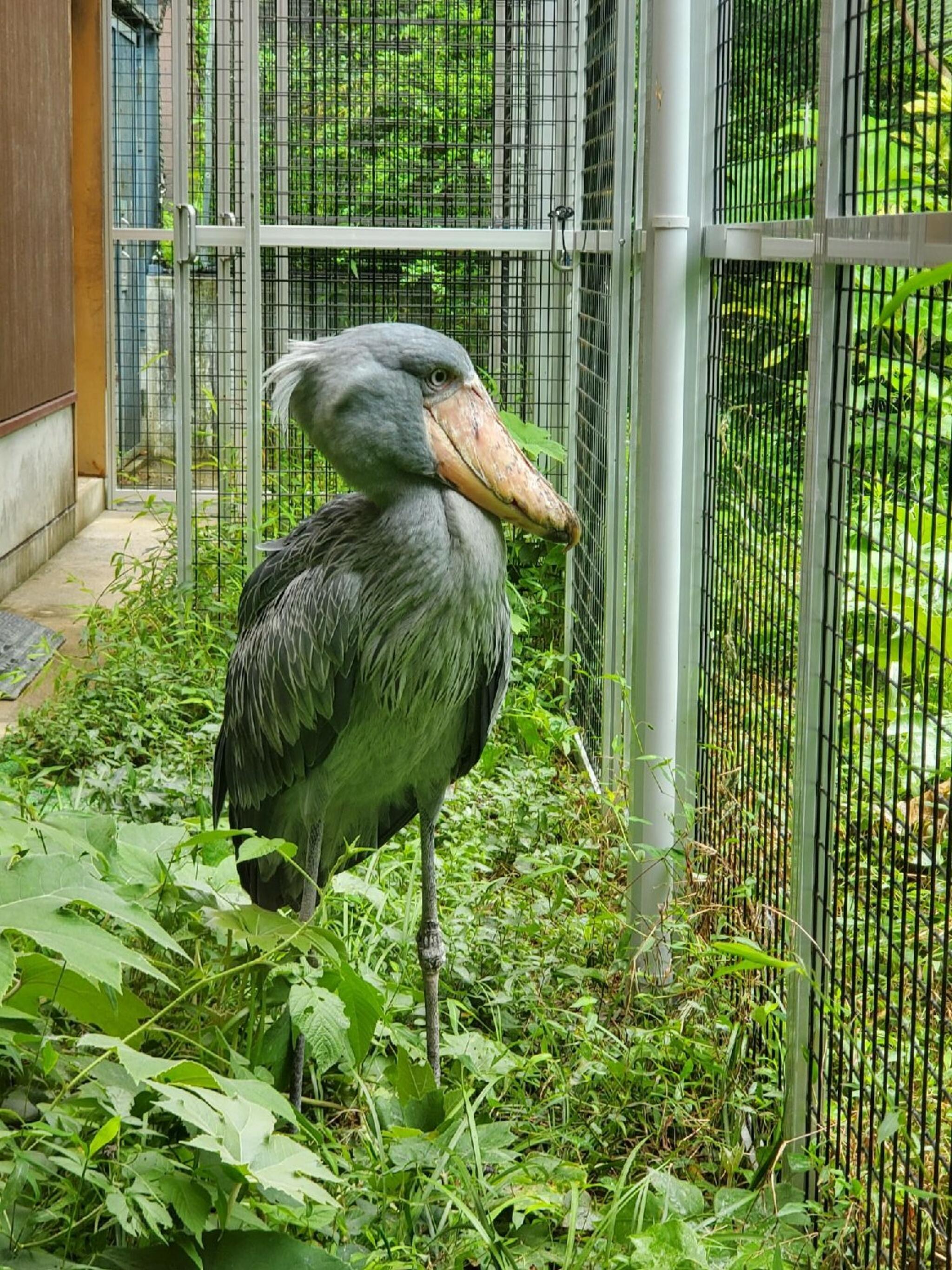 高知県立のいち動物園の代表写真9